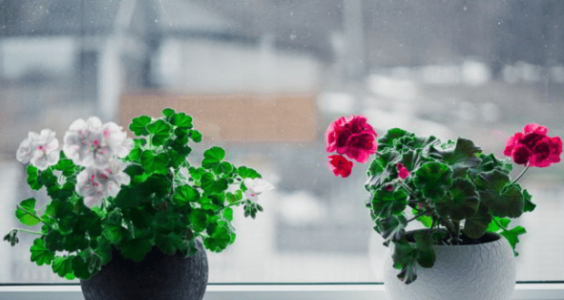 Балсам за цветята на закрито през зимата: Две супени лъжици се слагат