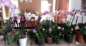 Орхидеята мощно влияе на енергията на дома! Ето какво трябва да знаете ако имате в къщи