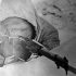 10 впечатляващи факта за най-великият снайперист „Бялата смърт” (СНИМКИ)