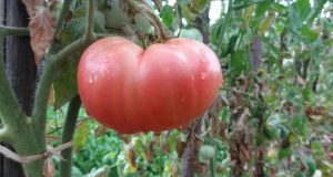 От дядо ми ги знам: Хитрините за засаждане на домати – растат над 2 метра сочни едри и ароматни