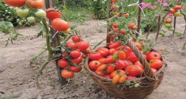 Защо е нужно да оголвате доматите? Няколко безценни съвета!