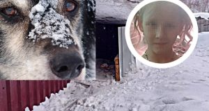 Улично куче спаси Вики в колибката си от адска виелица при минус 11 градуса
