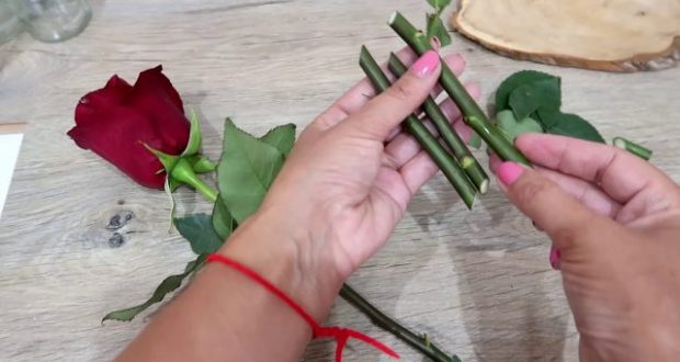 Вкореняване на роза от букет. 3 лесни начина у дома