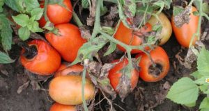 Ето какво да направим с доматите след проливните дъждове за да спасим реколтата: