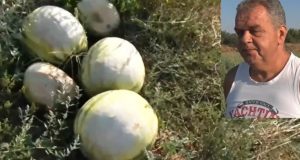 Тъгата на земеделеца: Първо бяха доматите после краставиците сега и българската диня ще изчезне