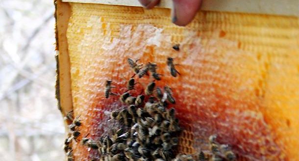 Родопската пчеларка леля Митра: Давам ви лекарство за което ще ме споменувате с добро! (две от най-силните й рецепти)