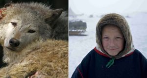 Семейство спасяват малко вълче след години животното се връща при тях за помощ.